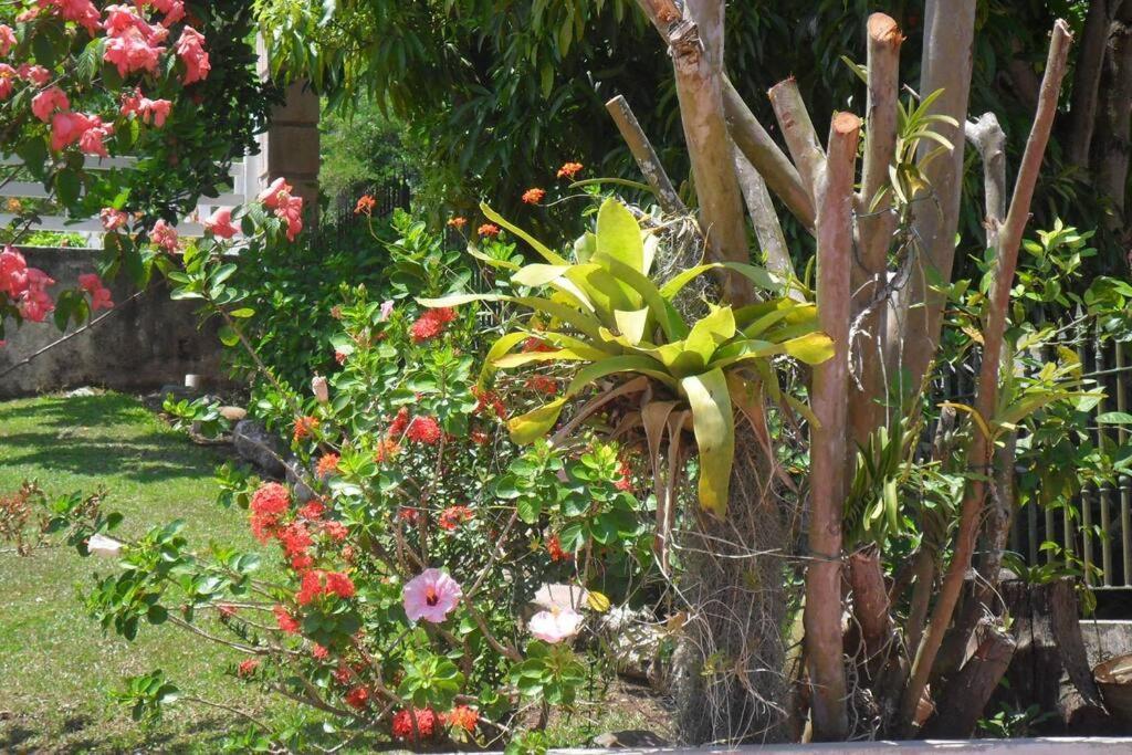 Idilio Escape Appartement Ocho Rios Buitenkant foto